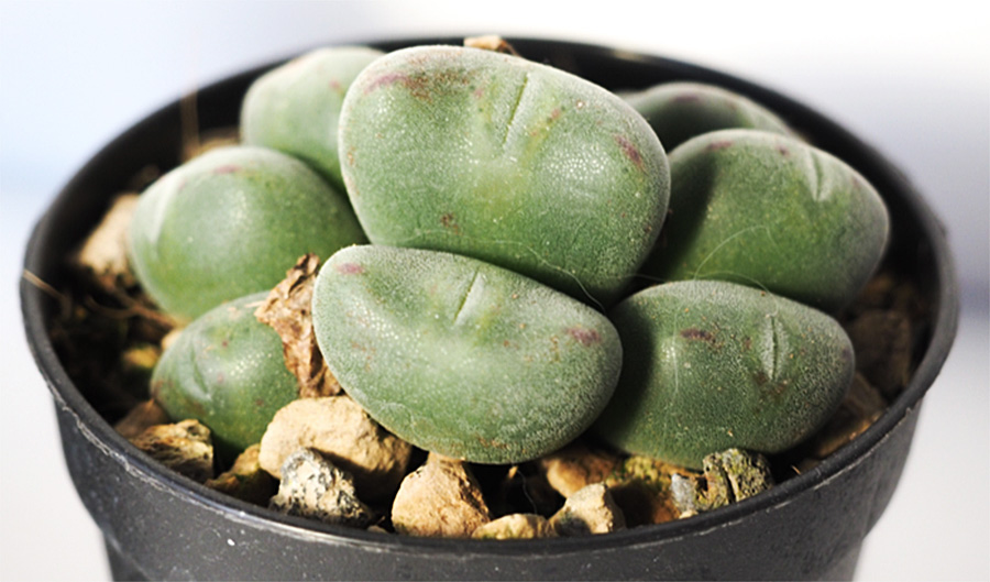 (c) Sara Fernández Blanco