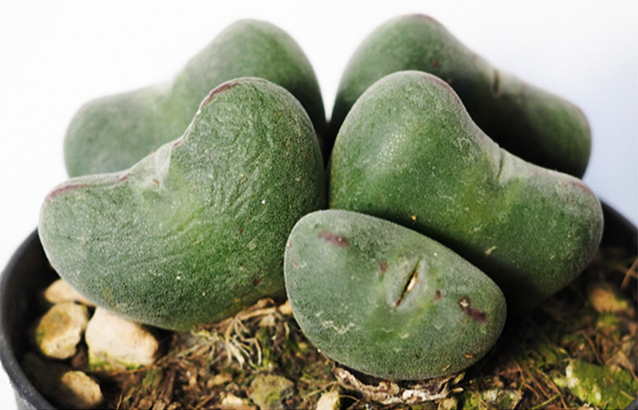 (c) Sara Fernández Blanco