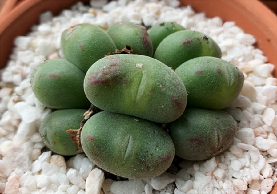 (c) Sara Fernández Blanco