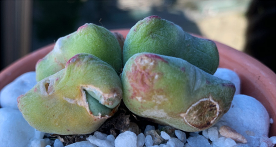 (c) Sara Fernández Blanco