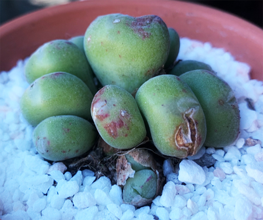 (c) Sara Fernández Blanco