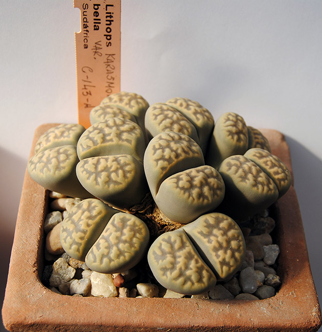 Antonio Barrionuevo Melgares