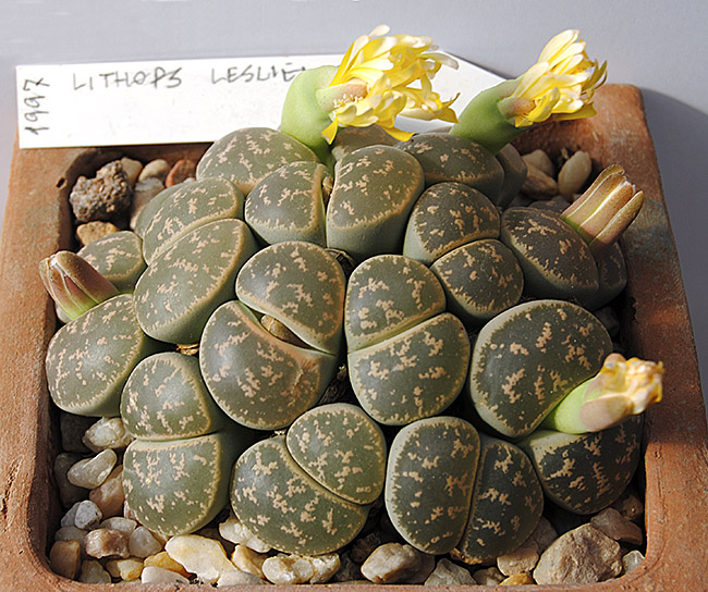 (c) Antonio Barrionuevo Melgares