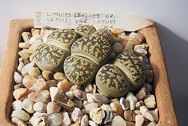 (c) Antonio Barrionuevo Melgares