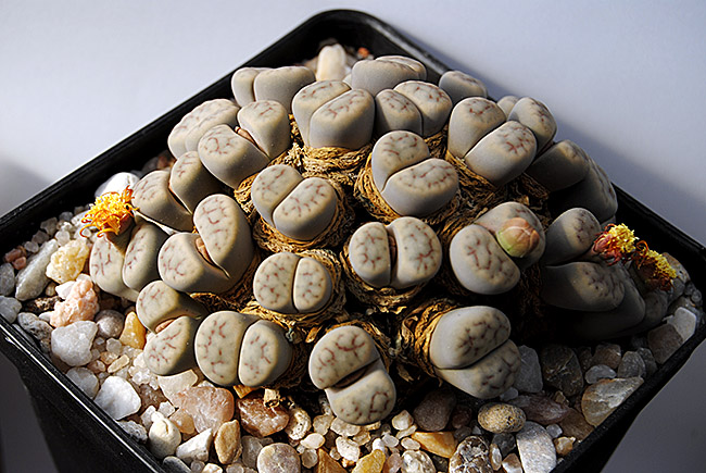 (c) Antonio Barrionuevo Melgares