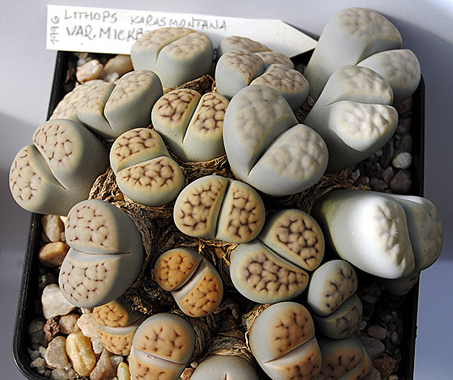 (c) Antonio Barrionuevo Melgares