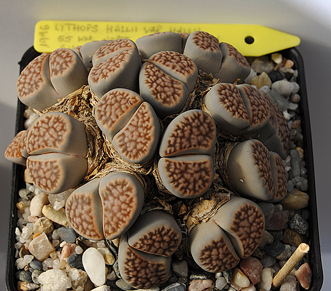 (c) Antonio Barrionuevo Melgares