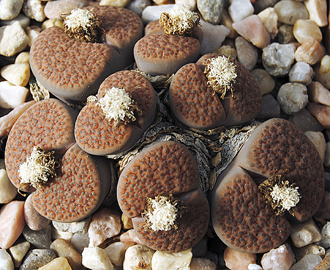 (c) Antonio Barrionuevo Melgares