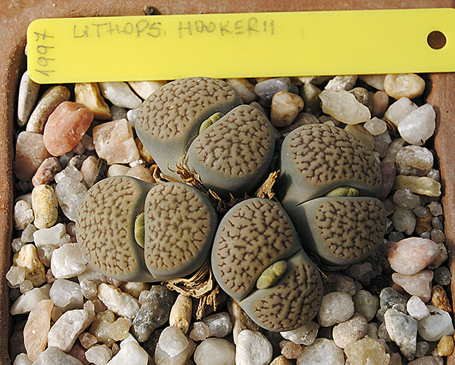 (c) Antonio Barrionuevo Melgares