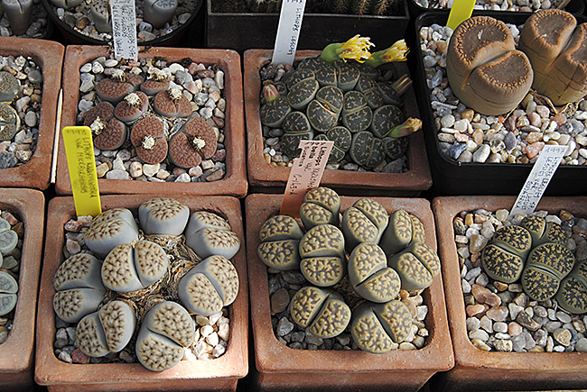 (c) Antonio Barrionuevo Melgares