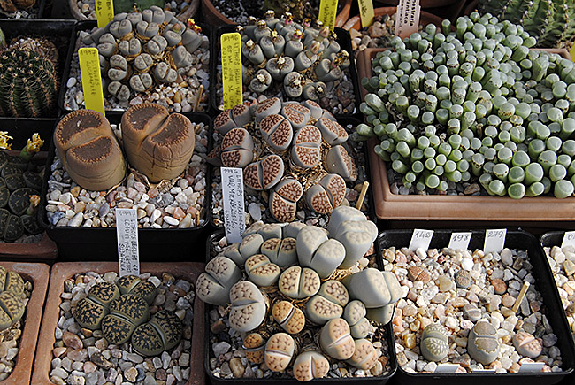 (c) Antonio Barrionuevo Melgares