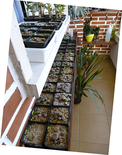 (c) Sergio Moreno Donoso