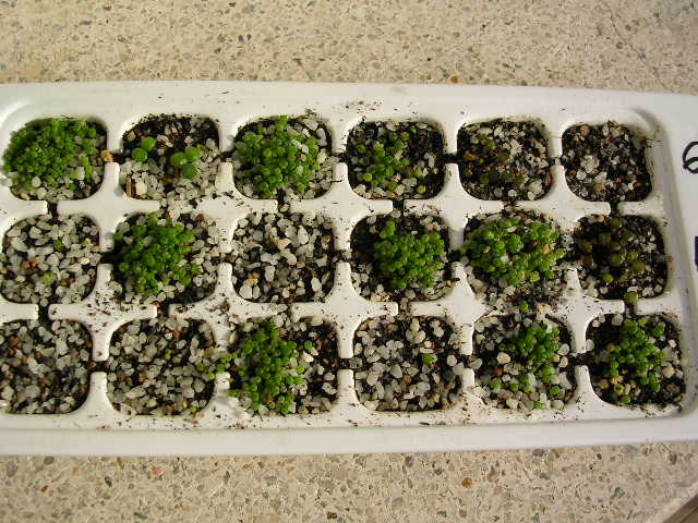 (c) Gerardo Álvarez Arteaga