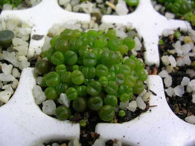 (c) Gerardo Álvarez Arteaga