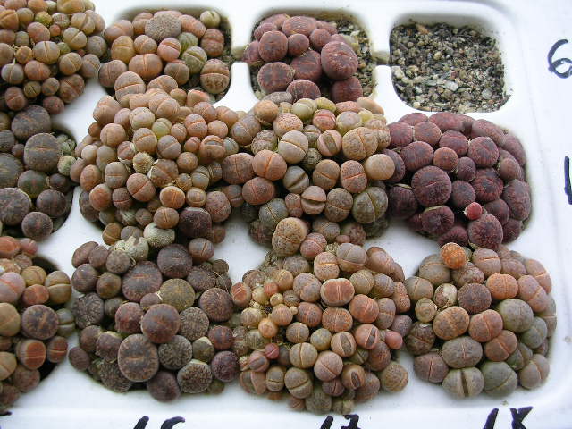 (c) Gerardo Álvarez Arteaga