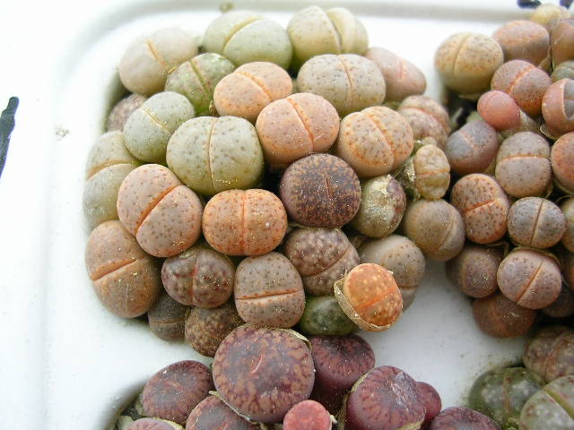 (c) Gerardo Álvarez Arteaga