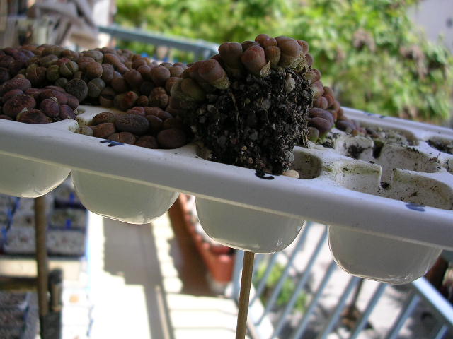 (c) Gerardo Álvarez Arteaga