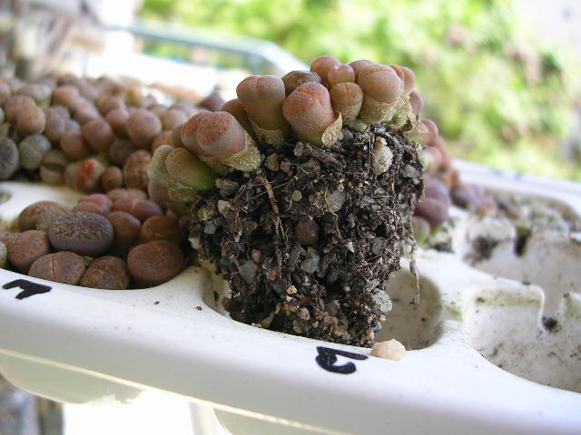 (c) Gerardo Álvarez Arteaga