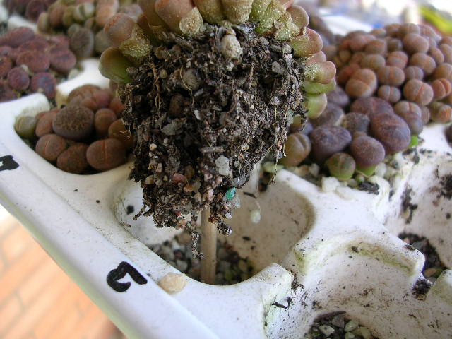 (c) Gerardo Álvarez Arteaga