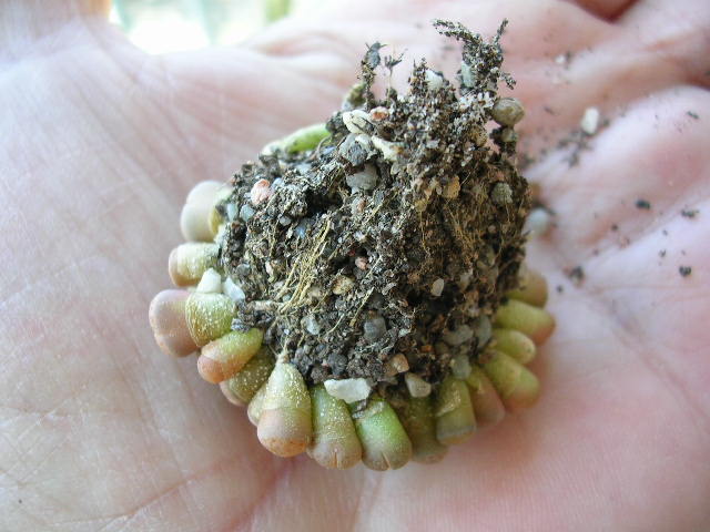 (c) Gerardo Álvarez Arteaga