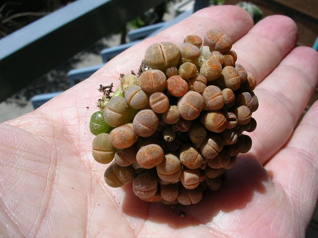 (c) Gerardo Álvarez Arteaga