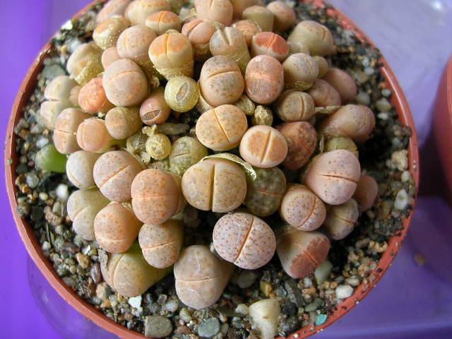 (c) Gerardo Álvarez Arteaga