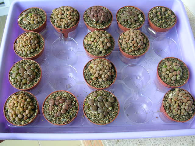 (c) Gerardo Álvarez Arteaga