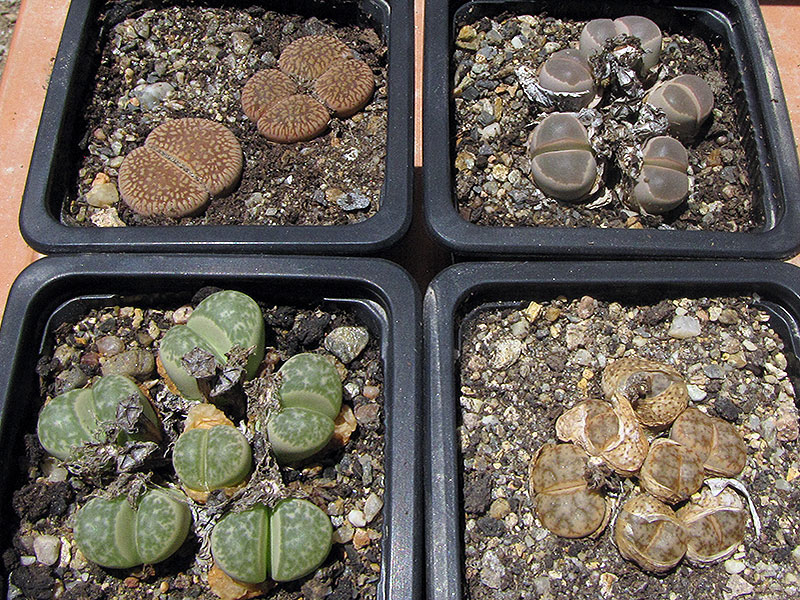 (c) Catherine Arthur