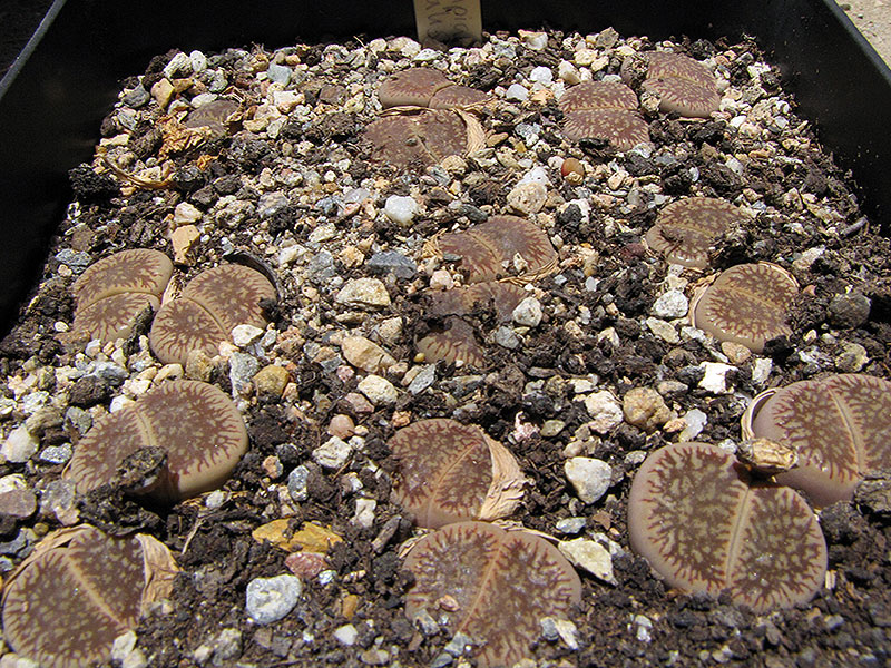 (c) Catherine Arthur