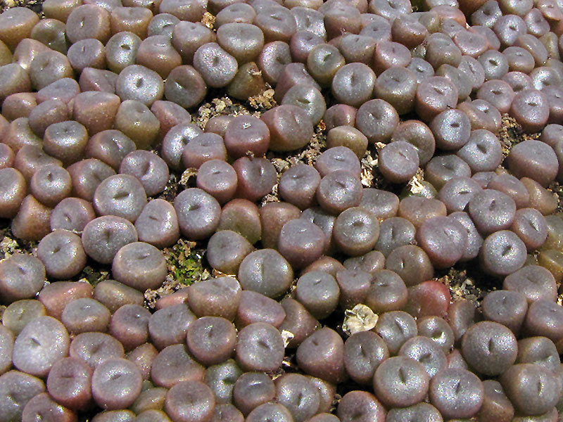 (c) Catherine Arthur