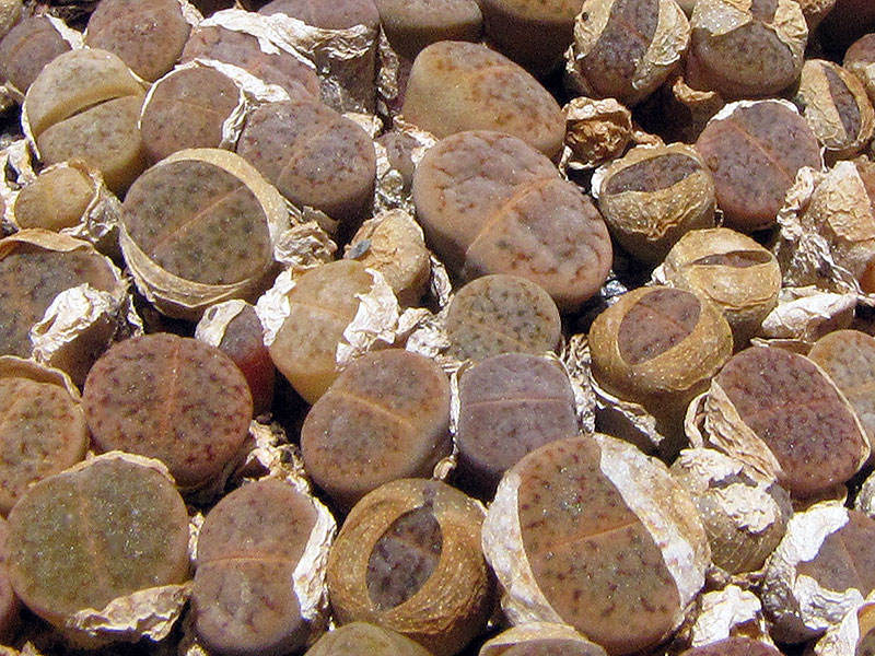 (c) Catherine Arthur