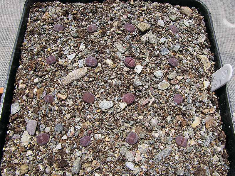 (c) Catherine Arthur