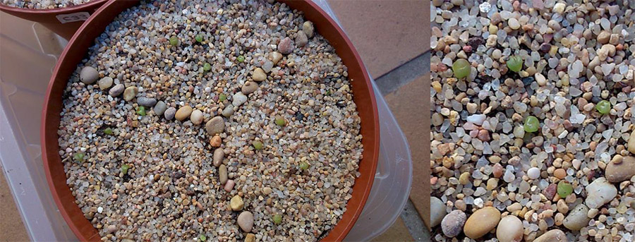 (c) José María López Muñoz