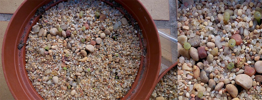 (c) José María López Muñoz