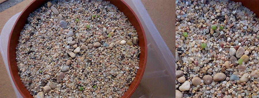 (c) José María López Muñoz